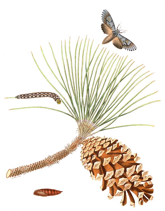 art photo showing different stages of a moth's development