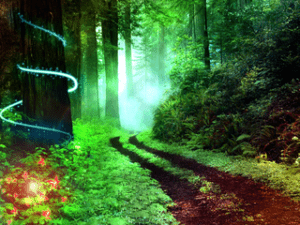 Photo of a Magical Forest