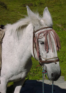 Photo of a harnessed gray mule