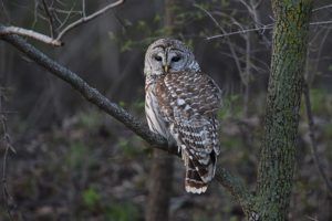 a photo of a barred owl sitting on a tree branch